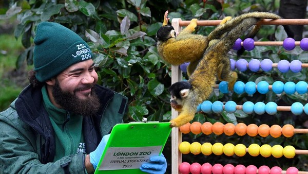 Penjaga Andrew Dixon berpose dengan papan klip di antara monyet tupai selama inventarisasi tahunan di Kebun Binatang ZSL. Â Penjaga Andrew Dixon berpose dengan papan klip di antara monyet tupai selama inventarisasi tahunan di Kebun Binatang ZSL. Â