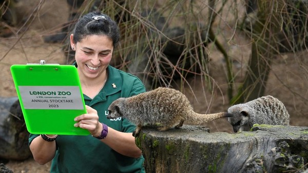 Keeper Veronica Heldt berpose dengan papan klip saat dia menghitung meerkat selama inventarisasi tahunan di Kebun Binatang ZSL London di London, Inggris, Selasa (3/1/2023).  Keeper Veronica Heldt berpose dengan papan klip saat dia menghitung meerkat selama inventarisasi tahunan di Kebun Binatang ZSL London di London, Inggris, Selasa (3/1/2023). Â