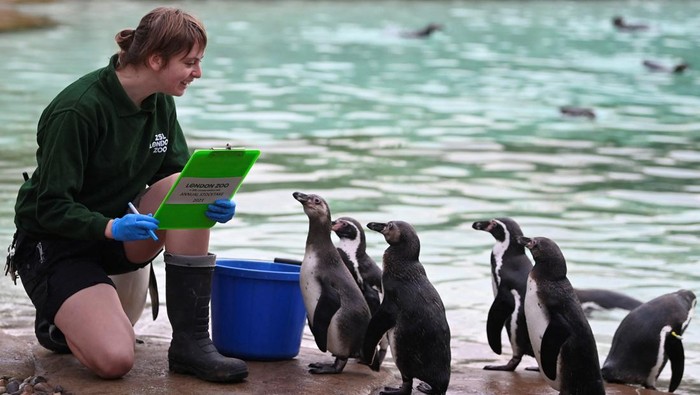 Keeper Jessica Ray poses with a clipboard amongst Humboldt penguins during the annual stocktake at ZSL London Zoo in London, Britain, January 3, 2023. REUTERS/Toby Melville
