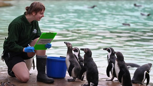 Penjaga kebun binatang di Kebun Binatang ZSL London, Inggris, memulai tugas besar, yakni menghitung ribuan hewan dalam inventarisasi tahunan mereka. Â Penjaga kebun binatang di Kebun Binatang ZSL London, Inggris, memulai tugas besar, yakni menghitung ribuan hewan dalam inventarisasi tahunan mereka. Â