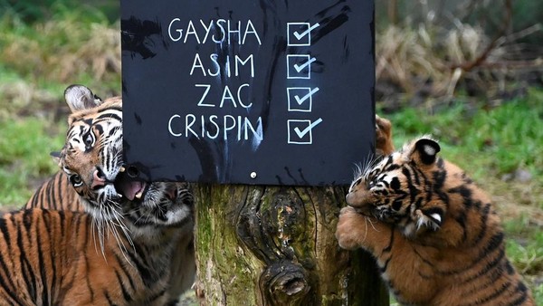 Anak harimau Sumatera bermain-main di papan tulis yang ditempatkan selama inventarisasi tahunan di Kebun Binatang ZSL London. Â Anak harimau Sumatera bermain-main di papan tulis yang ditempatkan selama inventarisasi tahunan di Kebun Binatang ZSL London. Â
