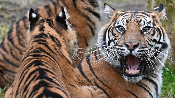A Sumatran tiger and its cub play during the annual stocktake at ZSL London Zoo in London, Britain, January 3, 2023. REUTERS/Toby Melville