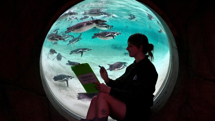 Tingkah Gemas Hewan di Kebun Binatang London Saat Sensus Tahunan Keeper Jessica Ray poses with a clipboard next to Humboldt penguins during the annual stocktake at ZSL London Zoo in London, Britain, January 3, 2023. REUTERS/Toby Melville TPX IMAGES OF THE DAY