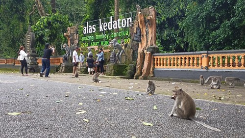 Suasana pengunjung di objek wisata Alas Kedaton saat Umanis Galungan, Kamis (5/1/2023).