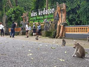 Antisipasi Cuaca Ekstrem, Pohon Besar di DTW Alas Kedaton Tabanan Dipangkas