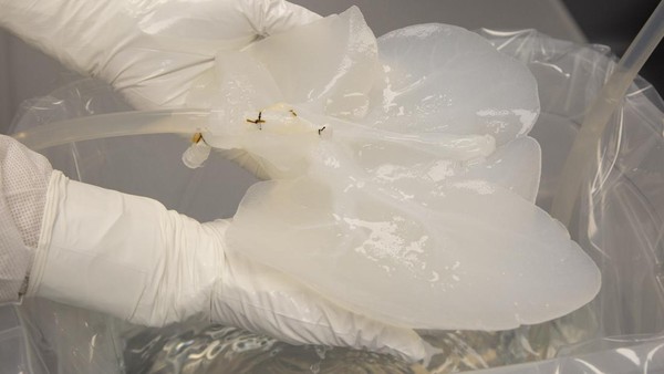 8 Foto Persiapan Ilmuwan Transplantasi Organ Hati-Ginjal Babi ke Manusia