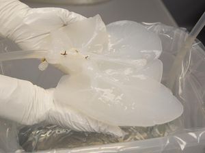8 Foto Persiapan Ilmuwan Transplantasi Organ Hati-Ginjal Babi ke Manusia