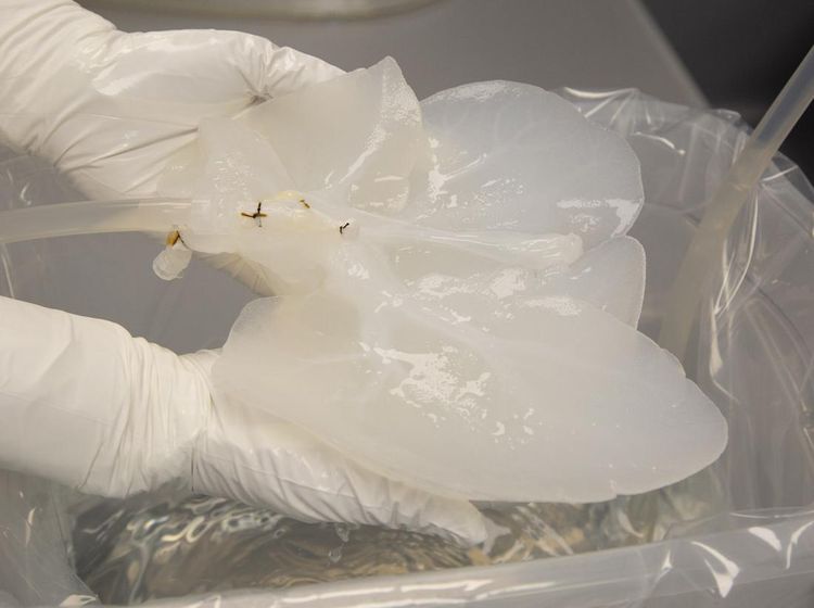 8 Foto Persiapan Ilmuwan Transplantasi Organ Hati-Ginjal Babi ke Manusia