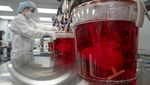 8 Foto Persiapan Ilmuwan Transplantasi Organ Hati-Ginjal Babi ke Manusia
