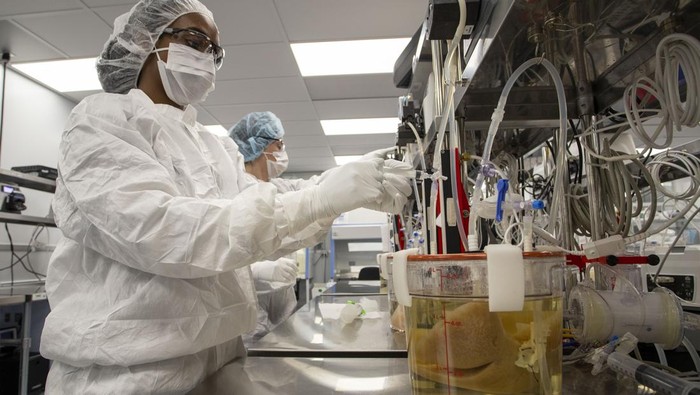 Technicians works with bioreactors containing pig organs in a Micromatrix laboratory on Tuesday, Dec. 8, 2022, in Eden Prairie, Minn. (AP Photo/Andy Clayton-King)