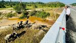 Potret Jokowi Lihat Gajah di Terowongan Tol Pekanbaru-Dumai
