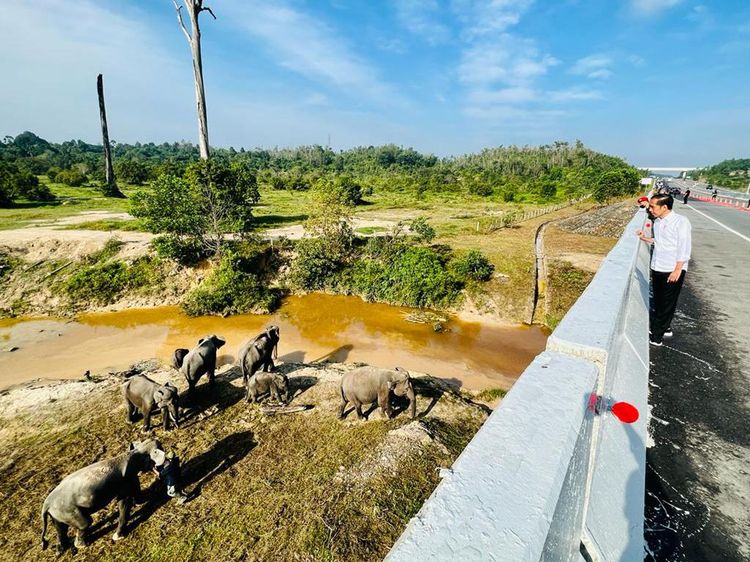 Potret Jokowi Lihat Gajah di Terowongan Tol Pekanbaru-Dumai