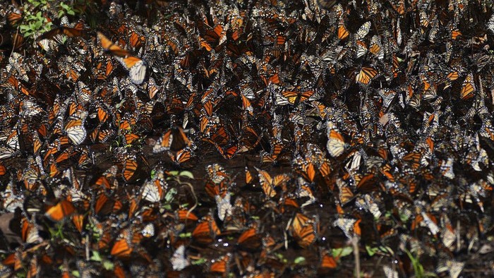 Kupu-kupu raja berkumpul di pegunungan dekat Valle de Bravo, Meksiko. Kemunculan ini menandai migrasi musim dingin tahunan mulai berlangsung.