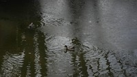Suhu di beberapa bagian Kashmir turun dibawah -5 derajat Celcius.  