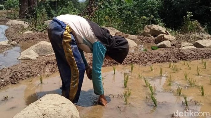 Pelajar Purwakarta saat menanam sawah