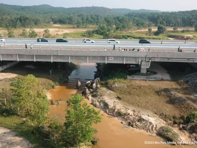 Foto Terkini Terowongan Gajah di Tol Pekanbaru-Dumai yang Dicek Jokowi