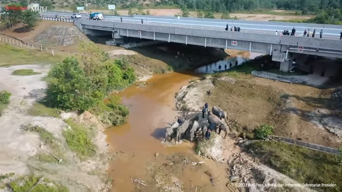 Presiden Joko Widodo (Jokowi) meninjau perlintasan gajah di Km 12 ruas tol Pekanbaru-Dumai. Jokowi pun mengingatkan soal pentingnya pembangunan dengan memperhatikan kelestarian lingkungan dan menjamin keberlangsungan hidup satwa liar, Kamis (5/1/2023).