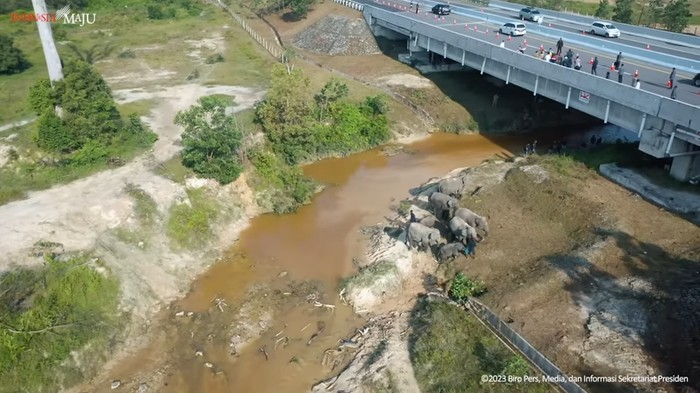 Presiden Joko Widodo (Jokowi) meninjau perlintasan gajah di Km 12 ruas tol Pekanbaru-Dumai. Jokowi pun mengingatkan soal pentingnya pembangunan dengan memperhatikan kelestarian lingkungan dan menjamin keberlangsungan hidup satwa liar, Kamis (5/1/2023).