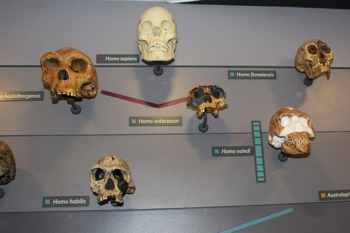 Perbandingan tengkorak Homo floresiensis dengan spesies manusia purba lainnya.
