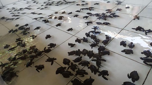 Relokasi sarang penyu di kelompok pelestari penyu (KPP) Kurma Asih, Desa Perancak, Kecamatan Negara, Kabupaten Jembrana, Kamis (5/1/2023). (I Putu Adi Budiastrawan/detikBali)