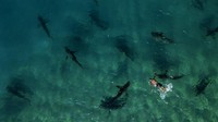Kondisi alam juga mempengaruhi kehidupan beragam satwa. Air laut yang lebih dingin membuat sekawanan hiu menyerbu pantai di Israel yang kondisinya lebih hangat. (AP Photo/Ariel Schalit)  