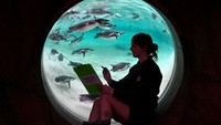 Para penjaga kebun binatang di London, Inggris, harus menaruh perhatian lebih untuk satwa di tengah cuaca dingin yang melanda Inggris. (AP Photo/Kirsty Wigglesworth)  
