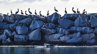 Burung pelikan berbaris di sepanjang bagian atas dermaga Pelabuhan Dana Point di California. Jumlah burung pelikan di sana dilaporkan berkurang karena kondisi badai yang terjadi di California. (AP Photo/Mark Rightmire)  