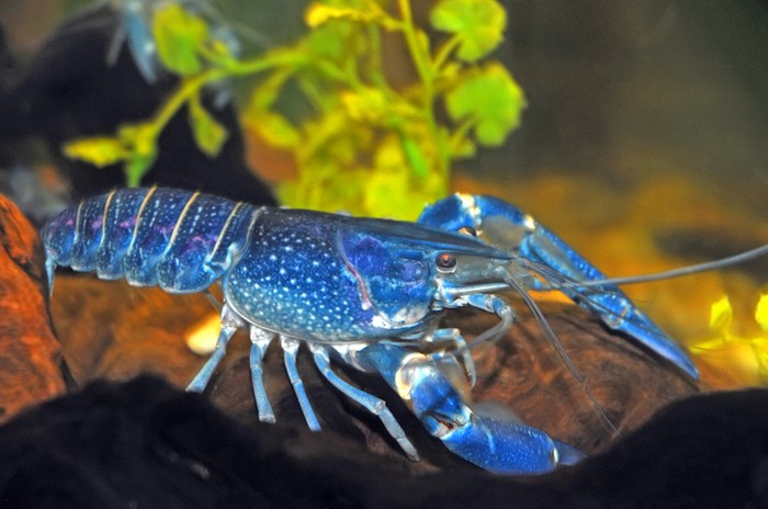 Blue Lobster yang Langka