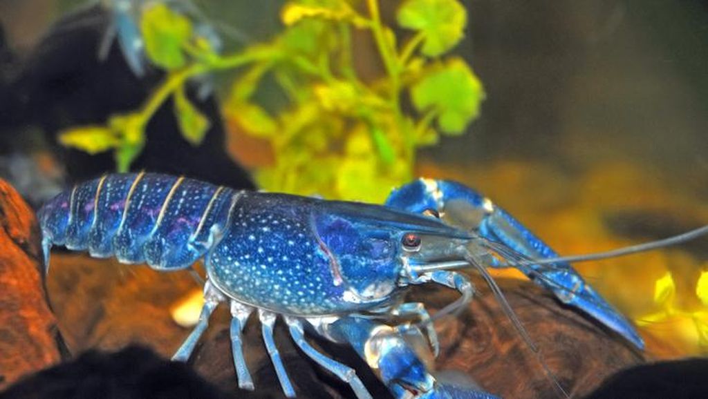 Blue Lobster yang Cantik Ini Sangat Langka, Hanya Ada 1 Banding 2 Juta