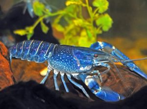 Lobster Super Langka Berwarna Biru, Segini Harganya