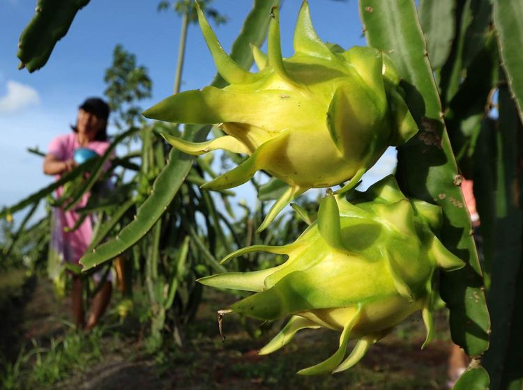 Melihat Budidaya Buah Naga Kuning di Banyuwangi