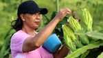 Melihat Budidaya Buah Naga Kuning di Banyuwangi