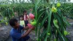 Melihat Budidaya Buah Naga Kuning di Banyuwangi