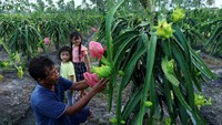 Petani merawat tanaman buah naga kuning di Purworejo, Banyuwangi, Jawa Timur, Kamis (5/1/2023).