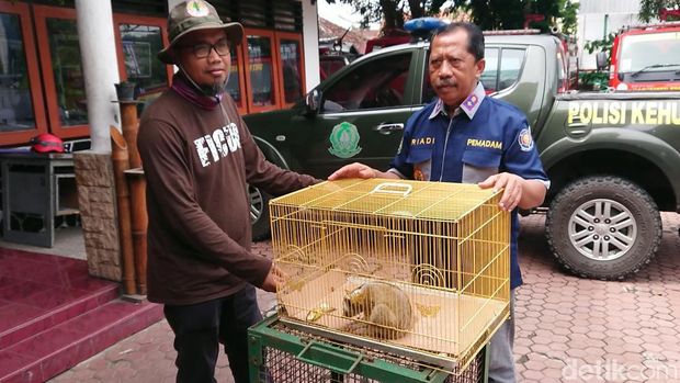 Hewan langka Kukang yang ditemukan berkeliaran di rumah warga Trenggalek diserahkan ke BKSDA Jatim
