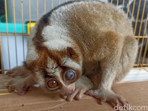 Kukang yang Berkeliaran di Rumah Warga Trenggalek Diserahkan ke BKSDA