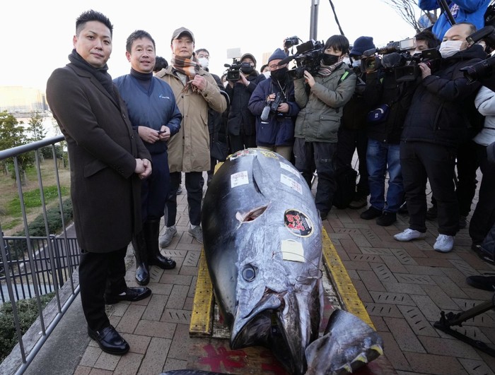 Ikan Bluefin Tuna Dilelang Rp 4,2 Miliar.