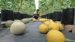 Intip Panen Buah Melon dengan Sistem Green House