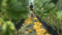 Hasil panen buah melon tersebut dijual Rp 18.000 hingga Rp 19.000 per kilogram tergantung jenisnya.