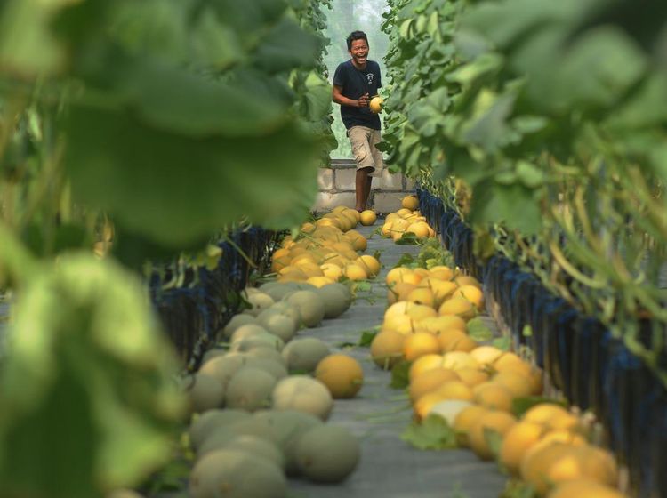 Intip Panen Buah Melon dengan Sistem Green House