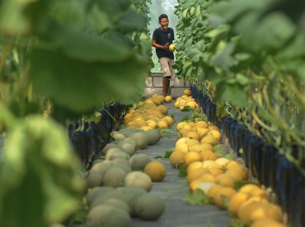 Intip Panen Buah Melon dengan Sistem Green House