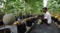 Pekerja memanen buah melon menggunakan sistem Green House di Bogem, Bayat, Klaten, Jawa Tengah, Jumat (6/1/2023).