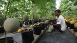 Intip Panen Buah Melon dengan Sistem Green House