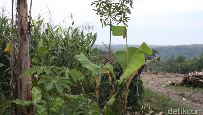 Kisah 2 keluarga hidup tanpa listrik di Hutan Blora, Kamis (6/1/2023).