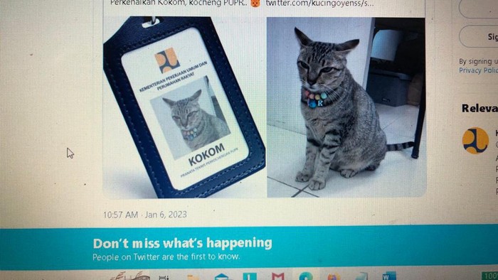 Kucing