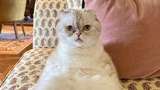 Bukan Sembarang Anabul, Kucing Taylor Swift Terkaya Ketiga di Dunia