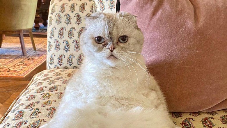 Kucing Taylor Swift Olivia Benson