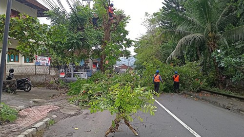 DLH bersama dengan PLN saat melakukan pemangkasan pohon di kota Karangasem pada Jumat (6/1/2023).