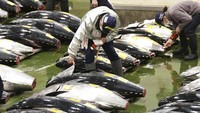Jika dibandingkan dengan tahun lalu, seekor tuna hanya terjual seharga Rp 1,99 miliar. Kyodo News via AP