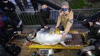 Ini dia penampakan seekor ikan tuna seharga Rp 4,24 miliar. Tuna tersebut terjual dalam lelang di pasar ikan Toyosu, Tokyo, pada Kamis (5/1/2023). Kyodo/Handout via REUTERS
